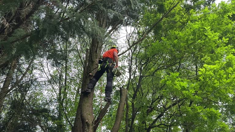 Best Weed Control  in Belpre, OH